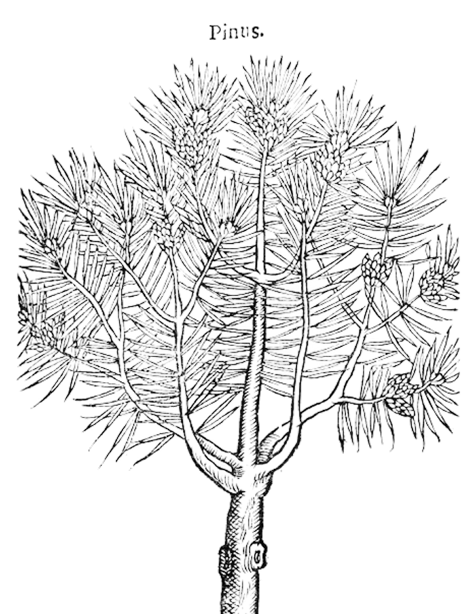 Pinus - illustration botanique