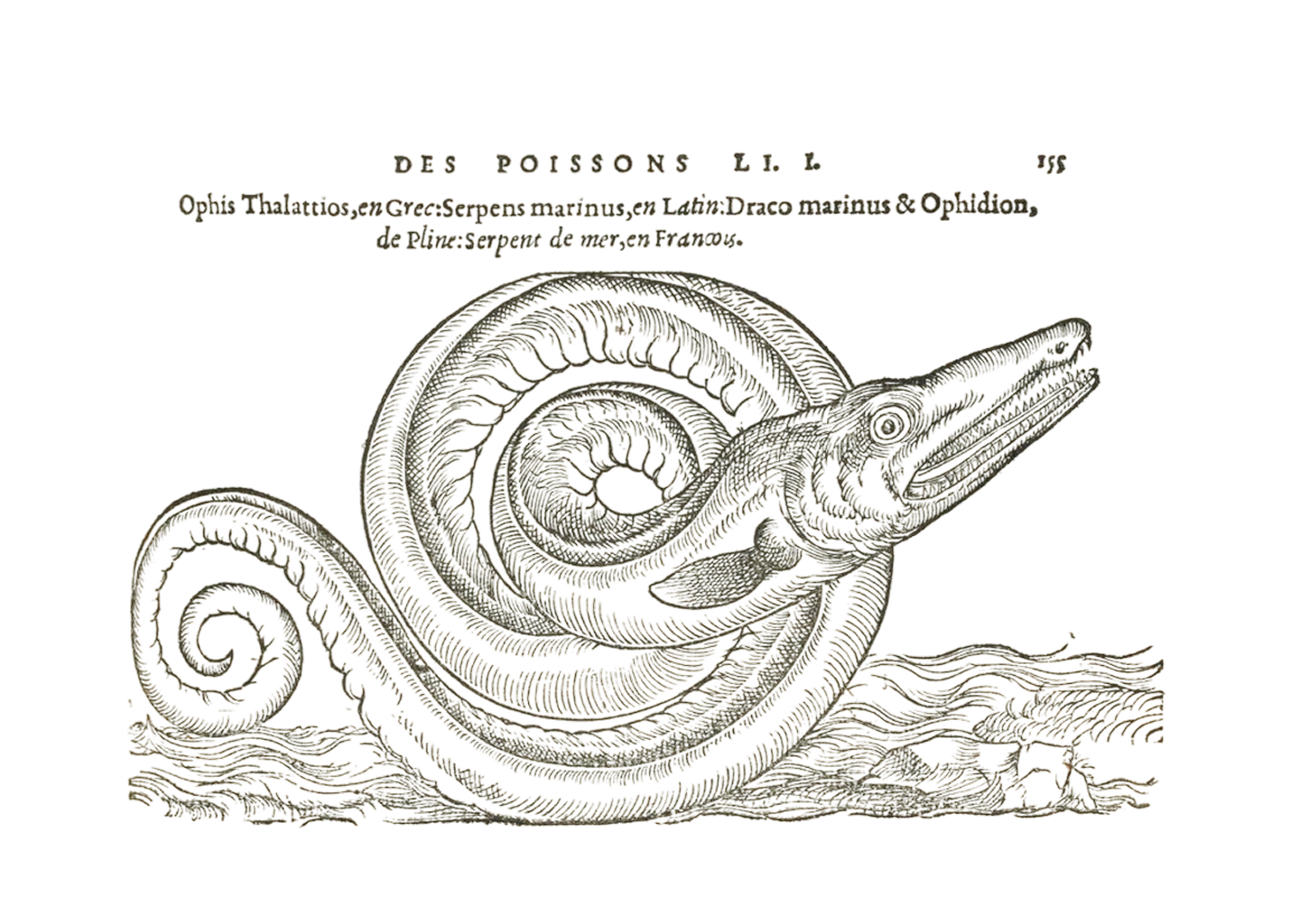 Serpens marinus - illustration