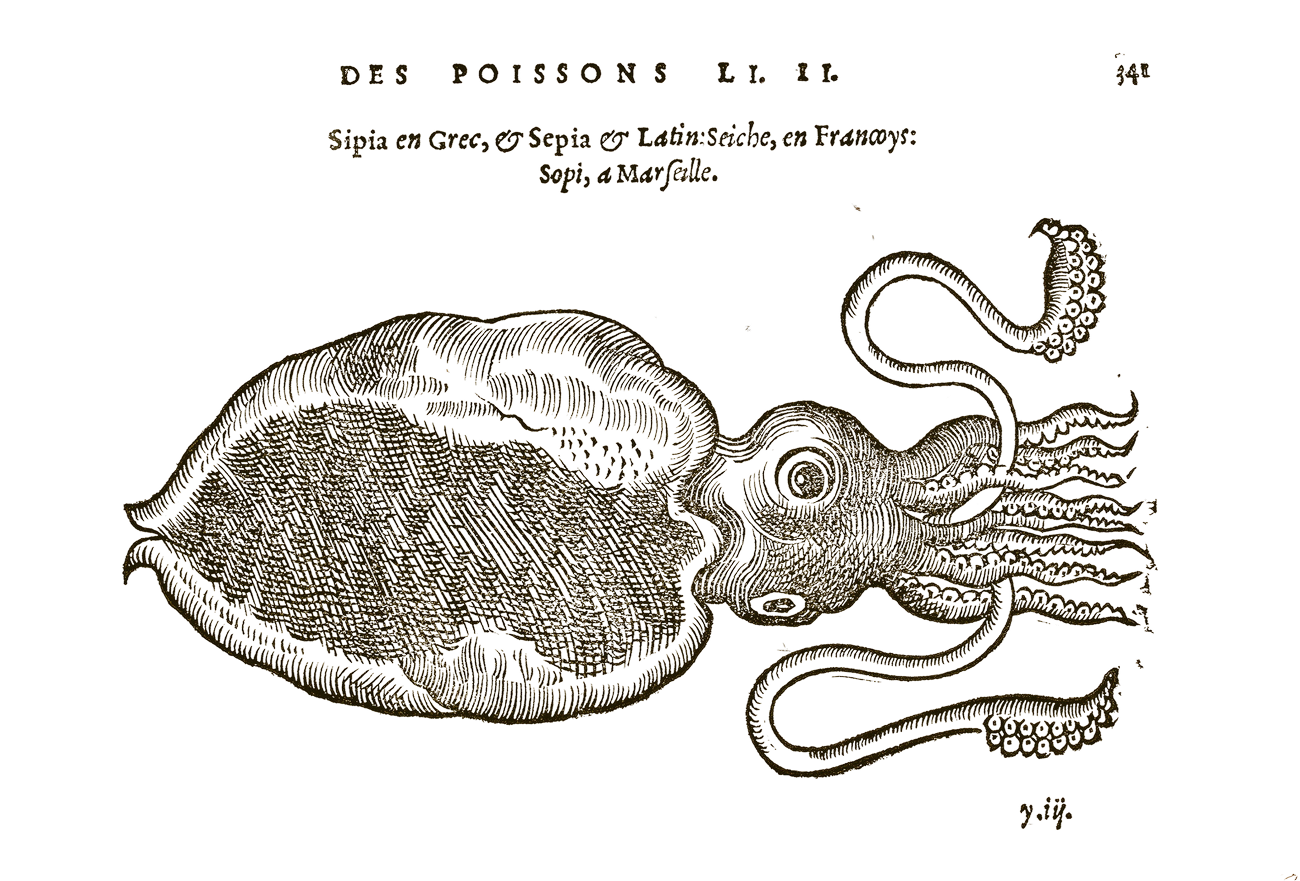 Sepia - illustration